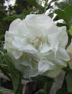(image for) Datura Seeds \'Double White\' (5 Seeds)